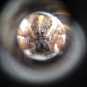Lance wolf spider