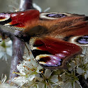Peacock Butterfly