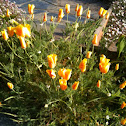 California Poppy