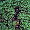 Clovers