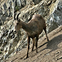 Bighorn Sheep