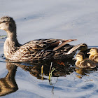 Mallard