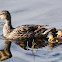 Mallard