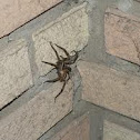 Wolf Spider
