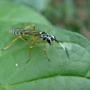 Icneumónido