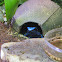 Blue Dart Frog