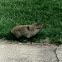 Ground Hog