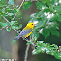 prothonotary warbler