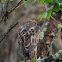 Changeable hawk eagle