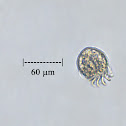 Protozoan - Uronychia