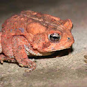 Eastern American Toad
