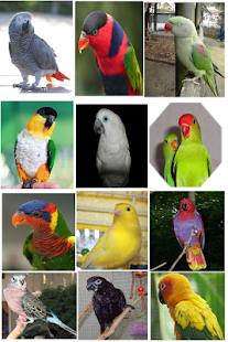 How to mod Exotic Bird Breeds Game 1.0 apk for android