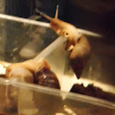 Giant african land snail