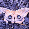 Polyphemus Moth 