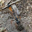 Thread-waisted wasp