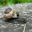 Copse snail