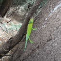 Jackson's Chameleon