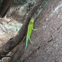 Reptiles of Hawai'i