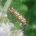 Ailanthus Webworm Moth