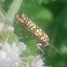 Ailanthus Webworm Moth