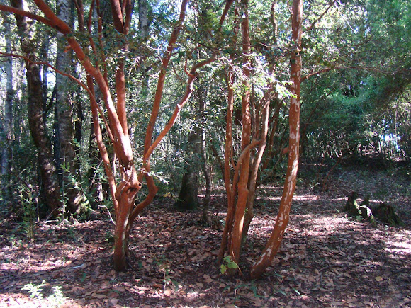Spotting Image 1