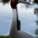 Sarus Crane