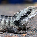 Australian Eastern Water Dragon