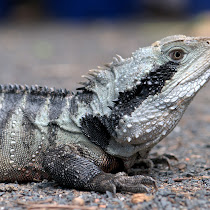 Reptiles and Amphibians of Woodstock