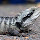 Reptiles and Amphibians of Woodstock
