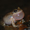 California treefrog
