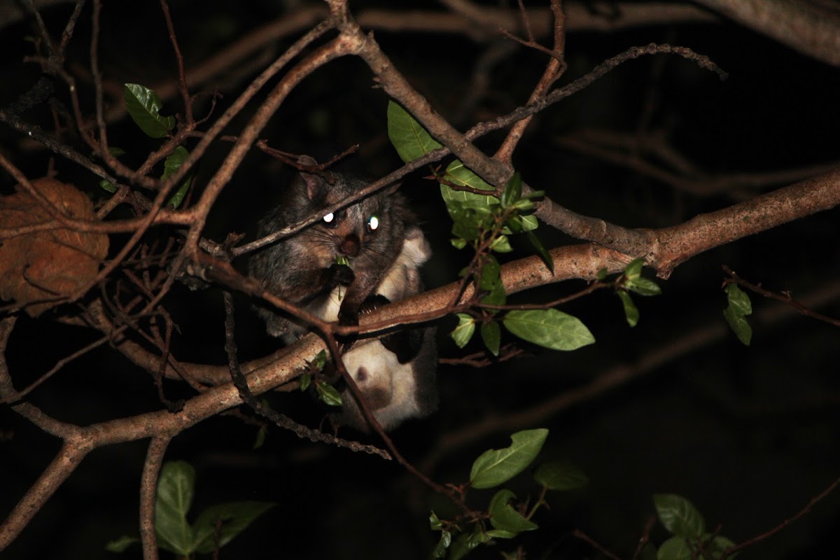 Flying squirrel
