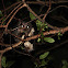 Flying squirrel