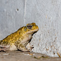 Toad