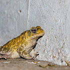 Toad