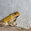 Toad