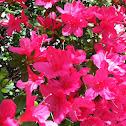 Azalea, evergreen