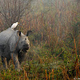 Symbiotic Relationships