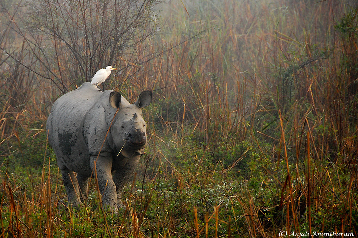 Indian Rhinoceros