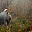 Indian Rhinoceros