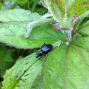 Weevil