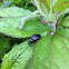 Weevil