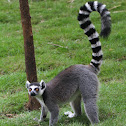 Ring-tailed Lemur