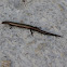 Little Brown Skink (Scincella lateralis)