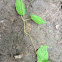 Milkweed vine