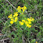 Hairy Puccoon