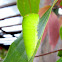 Swallowtail Pupa