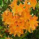 Rhododendron (orange)