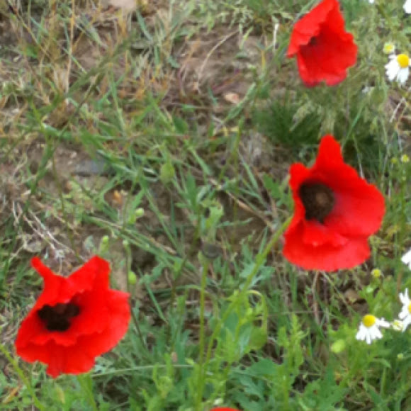 Spotting Image 1