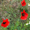 Poppy