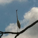 Eastern Great Egret